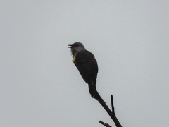 Cacomantis merulinus