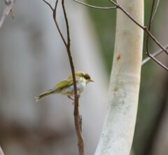 Melithreptus brevirostris brevirostris