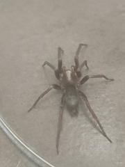 Hypodrassodes maoricus