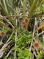 Acaena pallida
