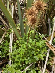 Acaena pallida