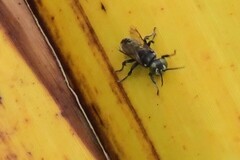 Tachysphex nigerrimus