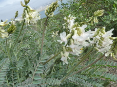 Astragalus trichopodus