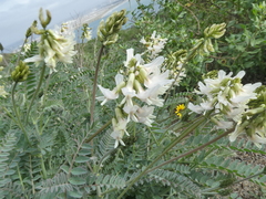 Astragalus trichopodus