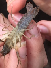 Procambarus acutus