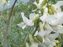 Astragalus trichopodus