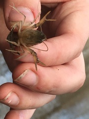 Procambarus acutus