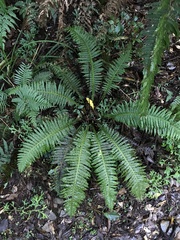 Plagiogyria stenoptera