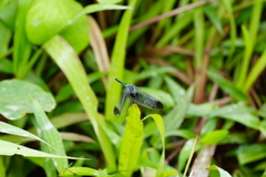 Diplacodes nebulosa