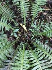 Plagiogyria stenoptera