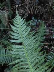 Plagiogyria stenoptera