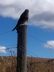 Falco novaeseelandiae