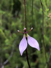 Eriochilus cucullatus