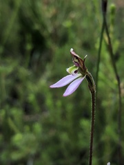 Eriochilus cucullatus