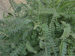 Astragalus trichopodus