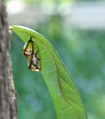 Lepidoptera