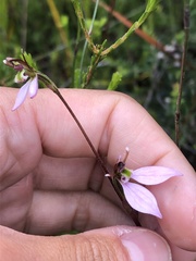 Eriochilus cucullatus