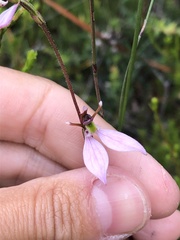 Eriochilus cucullatus