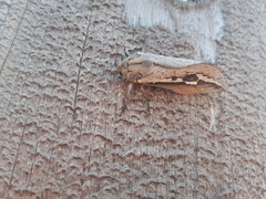 Abantiades labyrinthicus