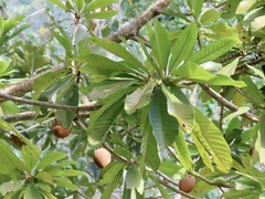 Pouteria sapota