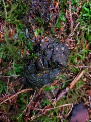 Odocoileus hemionus sitkensis