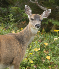 Odocoileus hemionus sitkensis