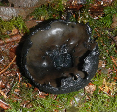 Pseudoplectania melaena