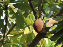Pouteria sapota