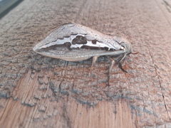 Abantiades labyrinthicus