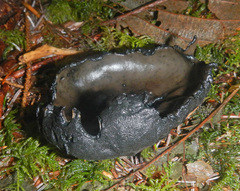Pseudoplectania melaena