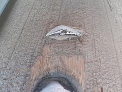 Abantiades labyrinthicus