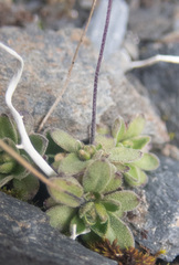 Draba nivalis