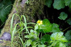 Erythranthe dentata