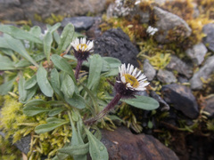 Erigeron humilis