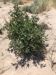 Atriplex australasica