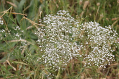 Gypsophila paniculata