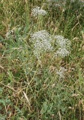 Gypsophila paniculata