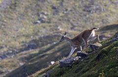 Odocoileus hemionus sitkensis