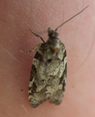Acleris gloveranus