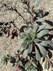 Camissoniopsis