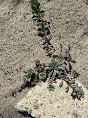 Camissoniopsis