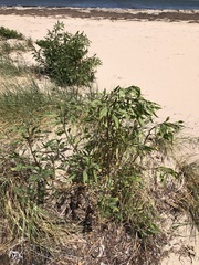 Atriplex australasica