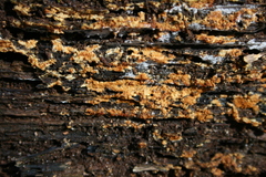 Botryobasidium simile