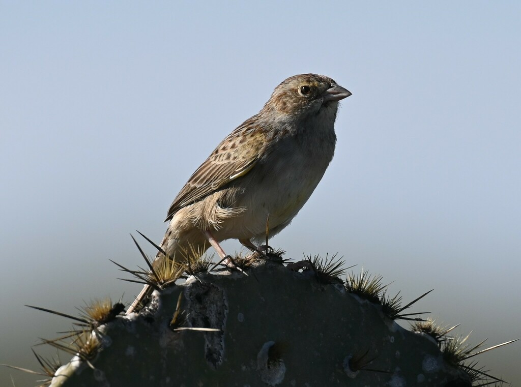 Cassin's Sparrow from Brownsville, TX, USA on February 11, 2023 at 03: ...