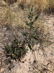 Atriplex australasica