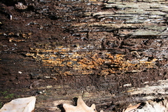 Botryobasidium simile