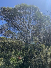 Eucalyptus pauciflora niphophila