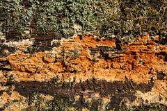 Botryobasidium simile