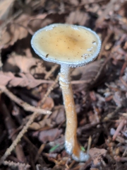 Stropharia