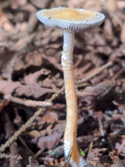 Stropharia